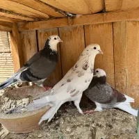 ۳ جفت نروماده حسابی