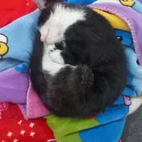 گربه خانگی تربیت شده/واکسینه/بسیار تمیز