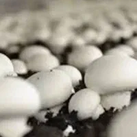 فروش کمپوست پرورش قارچ دکمه ای|گل و گیاه طبیعی|مشهد مرغاب, |دیوار