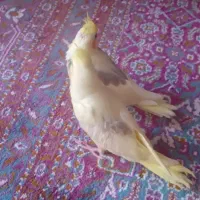 فروش دوعدد جوجه عروس هلندی دوکت وتک خال