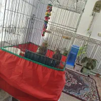 عروس هلندی