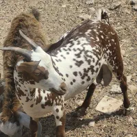 فروش کهره صلاله اصل گل توپی
