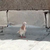 هفرنگ زرد نره مست