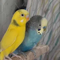 یک جفت مرغ عشق زیبا و بالغ و درشت