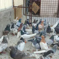 کفتر شهری پلاکی