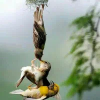 ۵۰ میلیون پول نیاز داریم