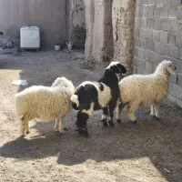 سه تا بره|حیوانات مزرعه|سراوان, |دیوار