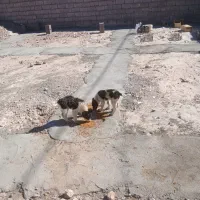 طوله نر قدر جونی