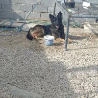 سگ ژرمن|سگ|امیدیه, |دیوار