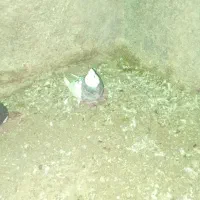 کبوتر آس ماده|پرنده|سنگدوین, |دیوار