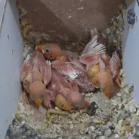 پرنده زینتی