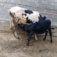 اول شکم 10کیلو شیر