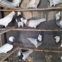 کبوتر طوقی درجه یک|پرنده|فردیس, شهرک ناز|دیوار