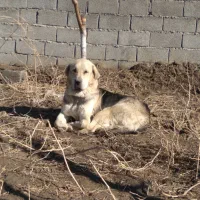 پژدر۱۷ ماهه|سگ|ماهدشت, |دیوار