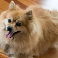 واگذاری سگ پامر|سگ|جهرم, |دیوار