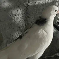 جوجه کفتر|پرنده|محمدشهر, عباس آباد|دیوار