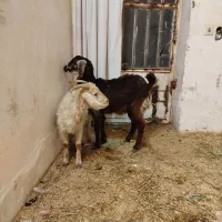 دو عدد کهره محلی