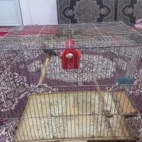 یک جفت فنج|پرنده|تبریز, |دیوار