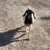 بره شیری نر و بزغاله نر