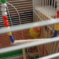 طوطی برزیلی نر