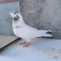 کبوتر|پرنده|کوهدشت, |دیوار