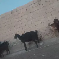 تیشتر هشت ماهه دوقلو زا|حیوانات مزرعه|اهرم, |دیوار