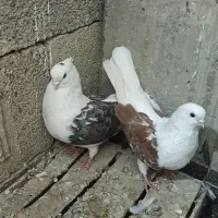 درود .دوکت نوک‌ قنار درجه یک
