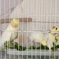 عروس هلندی و آقا ایرج|پرنده|مشهد, دوست آباد|دیوار