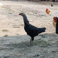مرغ جوان لاری