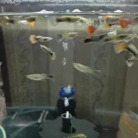 ماهی گوپی|ماهی|فردیس, خیام شرقی|دیوار