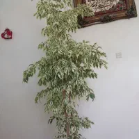 گل‌ فروش|گل و گیاه طبیعی|اسکو, |دیوار