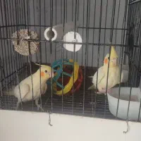 جوجه عروس هلندی