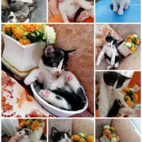 واگذاری رایگان بچه گربه های شیطون، ملوس