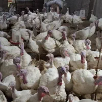 بوقلمون بیوتی۶