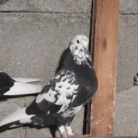 کبوتر پرشی  زیر ۱۰ ساعت