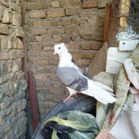 نر سرخ  نر سیاه  انتیک|پرنده|خرم‌آباد, |دیوار