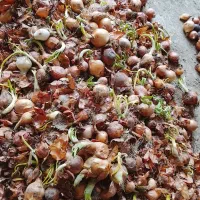 پیاز گوسفندی کیلویی.         ۲۰۰۰