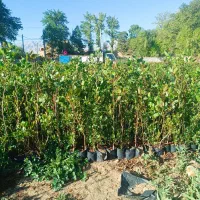 فروش نهال پسته