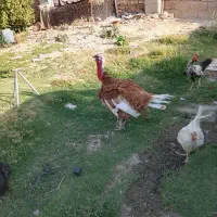 بقلمون