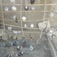 کبوتر فروشی
