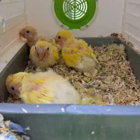 طوطی برزیلی|پرنده|سنندج, |دیوار