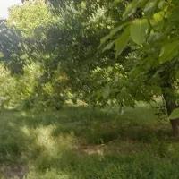 باغ|خدمات باغبانی و درختکاری|کنگاور, |دیوار