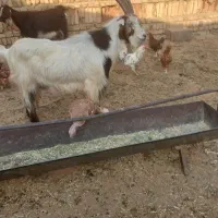 نربز فروشی|حیوانات مزرعه|پاکدشت, پاکدشت (مامازند)|دیوار