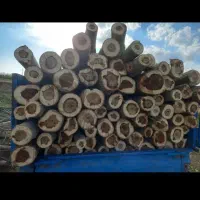 خرید همه نوع چوب|خدمات باغبانی و درختکاری|اردبیل, |دیوار