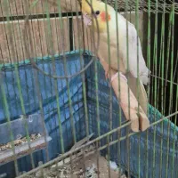 عروس هلندی نر