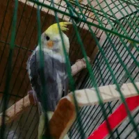 عروس هلندی ابلغ|پرنده|قم, انسجام|دیوار