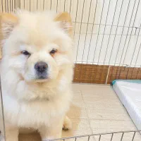 توله چاعوچاعو|سگ|بندرعباس, |دیوار