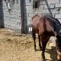 اسب نر|اسب و تجهیزات اسبسواری|مشگین شهر, |دیوار