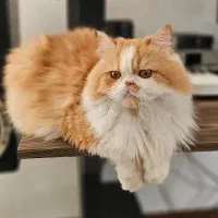 گربه پرشین ۷ ساله