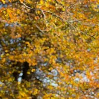 فروش زمین  روستایی پروانه دار